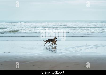 Two dogs playing with a toy on the beach over the weekend Stock Photo
