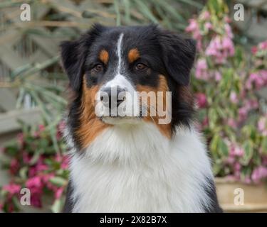 Australian Shepherd Dog Stock Photo