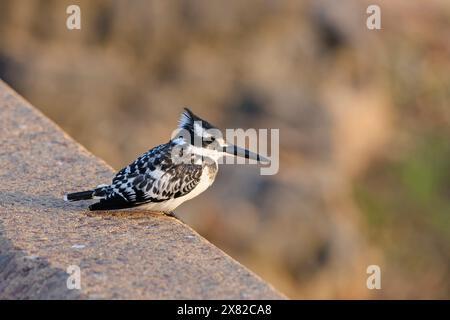 Pied kingfisher (Ceryle rudis), female, perched on the guardrail, overlooking the Olifants River, on the lookout, Kruger National Park, South Africa, Stock Photo