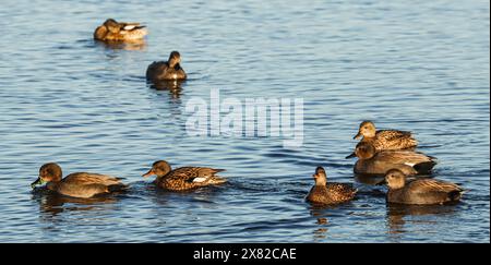 Group of gadwalls, Neuchâtel lake, Switzerland Stock Photo