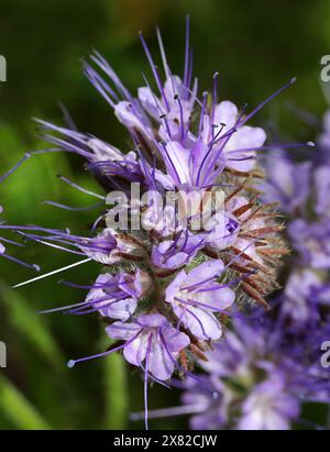 Lacy phacelia, Blue tansy or Purple tansy, Phacelia tanacetifolia, Boraginaceae. Stock Photo