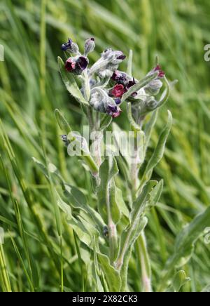 Houndstongue, Cynoglossum officinale, Boraginaceae. Aka houndstooth, dog's tongue, gypsy flower, and rats and mice (due to its smell). Stock Photo