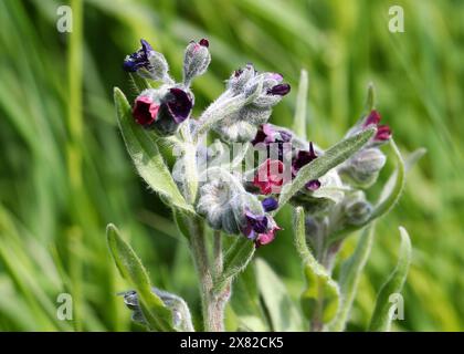 Houndstongue, Cynoglossum officinale, Boraginaceae. Aka houndstooth, dog's tongue, gypsy flower, and rats and mice (due to its smell). Stock Photo