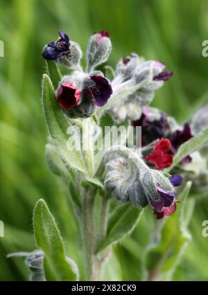 Houndstongue, Cynoglossum officinale, Boraginaceae. Aka houndstooth, dog's tongue, gypsy flower, and rats and mice (due to its smell). Stock Photo