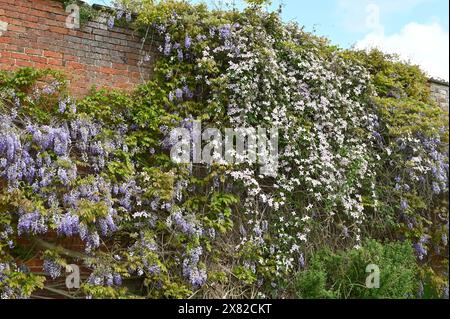 pale pink and purple spring flowers of clematis montana and wisteria climbing over brick wall at National Trust property Croft Castle, May Stock Photo