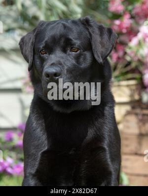 black Labrador Retriever Stock Photo