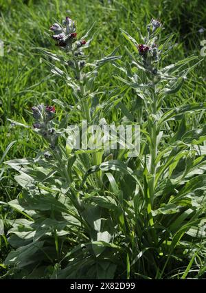 Houndstongue, Cynoglossum officinale, Boraginaceae. Aka houndstooth, dog's tongue, gypsy flower, and rats and mice (due to its smell). Stock Photo