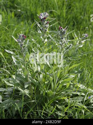 Houndstongue, Cynoglossum officinale, Boraginaceae. Aka houndstooth, dog's tongue, gypsy flower, and rats and mice (due to its smell). Stock Photo