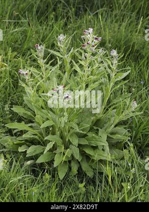 Houndstongue, Cynoglossum officinale, Boraginaceae. Aka houndstooth, dog's tongue, gypsy flower, and rats and mice (due to its smell). Stock Photo