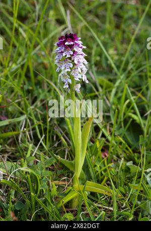 Burnt Orchid or Burnt-tip Orchid, Neotinea ustulata (syn. Orchis ustula), Orchidaceae. Found on calcareous locations, grassland on chalk downs. Stock Photo