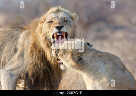 African lions (Panthera leo melanochaita), two adults, male and female, roaring face to face, ready to fight, morning light, Kruger NP, South Africa, Stock Photo