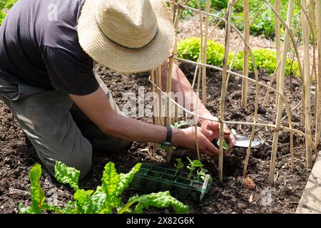 Man straw hat planting growing climbing French beans in spring garden soil compost on willow sticks support frame May Wales UK 2024 KATHY DEWITT Stock Photo