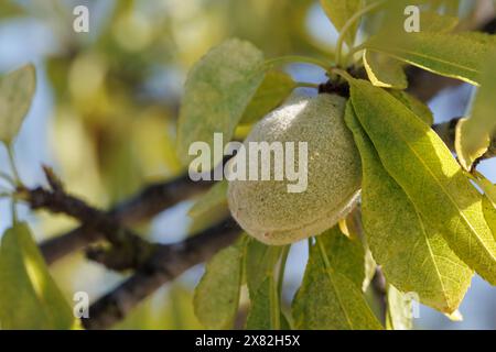 Green almond ripening on the branch, Spain Stock Photo