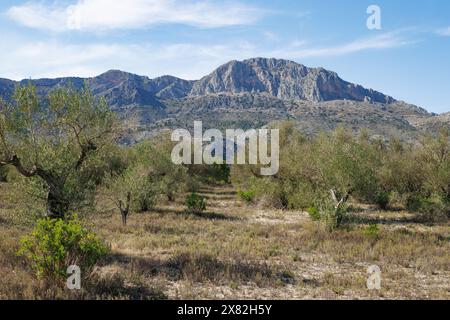 Landscape of the top of Benicadell from olive cultivation field in Gayanes, Spain Stock Photo