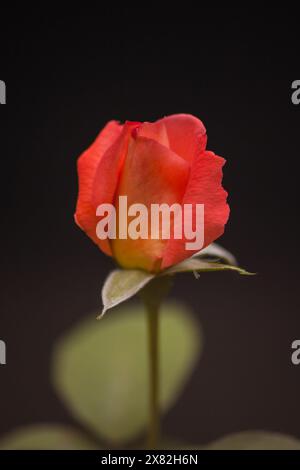 Red Rose isolated on black 15848 Stock Photo