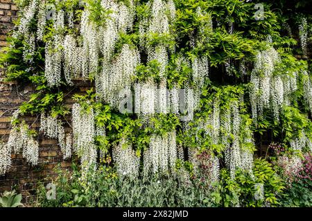 Beautiful Clusters of White Wisteria Hanging From Brick Wall in Spring Stock Photo
