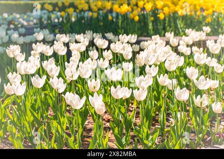 White tulips decorate the city in spring. Spring design of city streets. Selected focus. High quality photo Stock Photo
