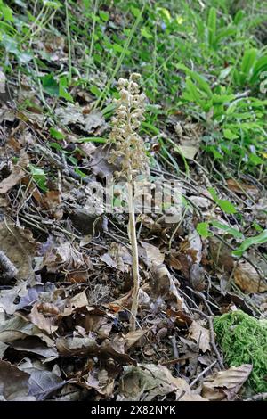 Birds Nest orchid in Gloucestershire UK Stock Photo