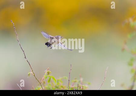 European stonechat Saxicola rubicola, juvenile flying, Suffolk, England, May Stock Photo