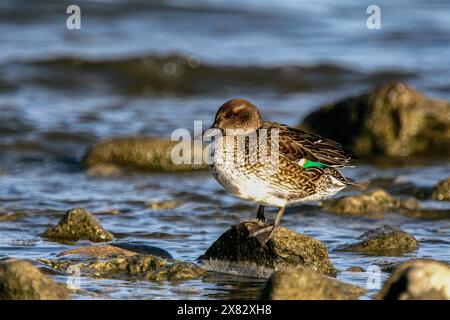 Female eurasian teal on the shore of the Neuchâtel lake in Switzerland Stock Photo