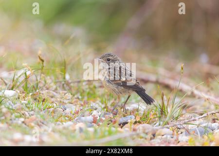 European stonechat Saxicola rubicola, juvenile standing on ground, Suffolk, England, May Stock Photo