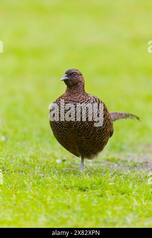Common pheasant Phasianus colchicus, adult female standing on grass, Suffolk, England, April Stock Photo