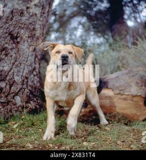 OLD YELLER 1957 Walt Disney Productions film with Beverly Washburn ...