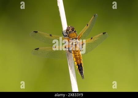 Four-spotted Chaser at rest Stock Photo