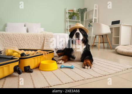 Cute Bernese mountain dog with open suitcase lying on floor in bedroom Stock Photo