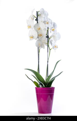 White orchid (Phalaenopsis) in a purple pot with many flowers isolated on white background. Stock Photo