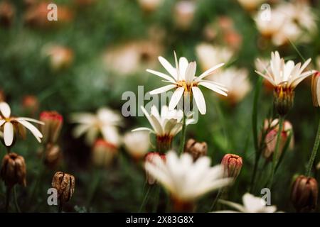 Rhodanthemum. Chrysanthemopsis, Pyrethropsis (Moroccan daisy) flowering plants in a family Asteraceae, native to Northern Africa wild flowers cluster. Stock Photo