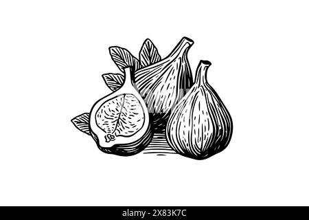 Figs fruit hand drawn ink sketch. Engraved style vector illustration. Stock Vector