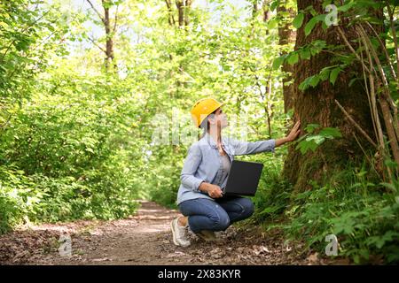 Forester with laptop examining tree in forest Stock Photo