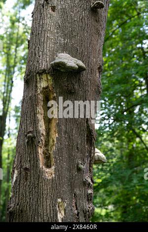 Close-up of a dead tree trunk invaded by fungi, parasites and hollowed out by birds Stock Photo