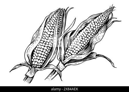 Vintage Corn Illustration: Hand-Drawn Woodcut Vector Sketch of Maize Ear. Stock Vector