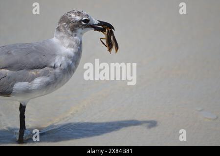 A laughing Gull feasts a Giant Water Bug. The bug escaped several times before being consumed. It is a rare sight; bug is not native to salt water. Stock Photo