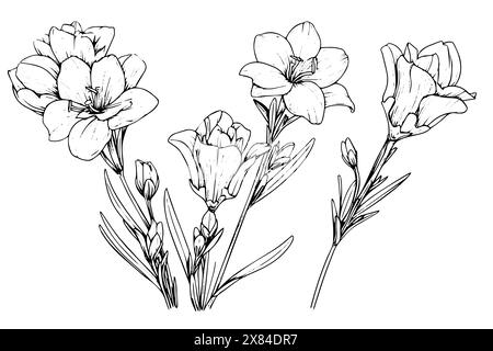 Freesia flower hand drawn ink sketch. Engraved style vector illustration. Stock Vector