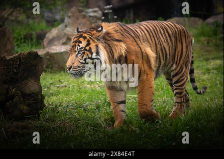 Sumatran Tiger walking in nature. Stock Photo