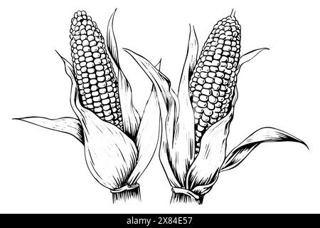 Vintage Corn Illustration: Hand-Drawn Woodcut Vector Sketch of Maize Ear. Stock Vector