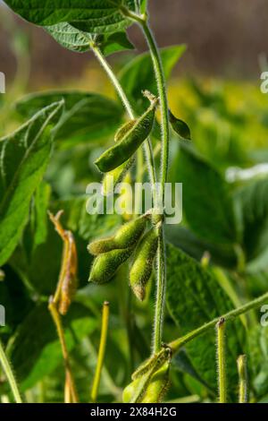 Soybean pods, close up. Agricultural soy plantation on the sunny field bokeh background. Soy bean plant in sunny field. Stock Photo