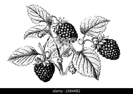 Blackberry fruit hand drawn ink sketch. Engraved style vector illustration. Stock Vector