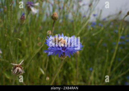 Bee on blue cornflower in the field, closeup of photo Stock Photo