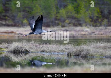 Flying Common Crane over a moor in its breeding area Stock Photo