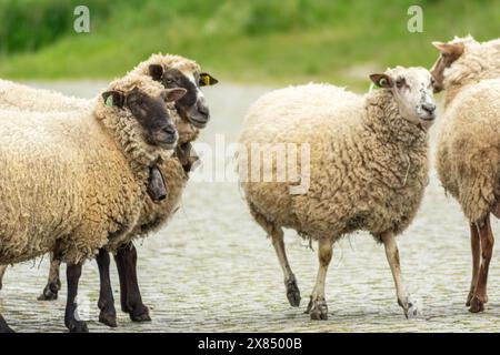 four sheep lying quietly and calmly on a rural cobblestone road Stock Photo