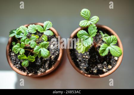 Small Strawberry Fragaria seedlings in clay pots at home, top view. Indoor gardening Stock Photo