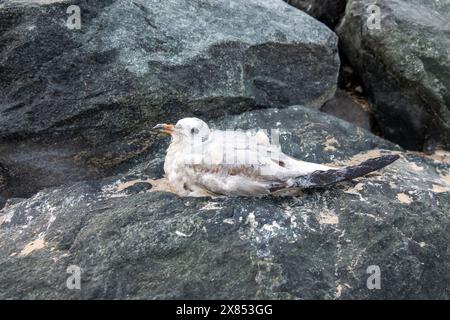 Wintering seagull dies on the shores of the Persian Gulf. Surf foam and sand cover the feathers Stock Photo