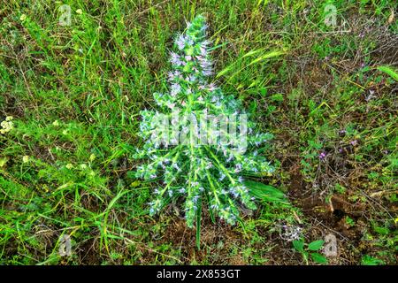 Bugloss, echium (Echium biebersteinii). Dry steppe with intensive grazing of cattle and sheep, but this plant is not eaten because it is highly poison Stock Photo