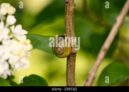 Snail on a branch Stock Photo