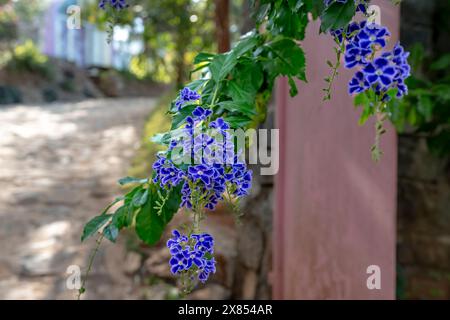 Duranta erecta L, commonly known as Sky flower; Golden dew drop; Pigeon berry; and Duranta, as species of botanical plant with little purple flowers b Stock Photo