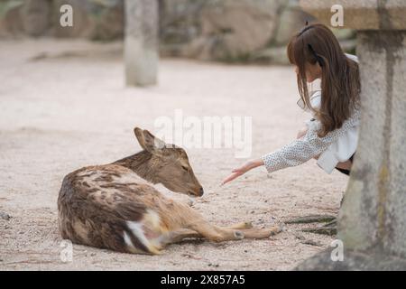 A deer is lying on the ground sleeping and a girl is petting the deer. Stock Photo